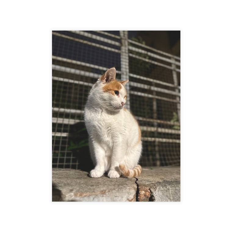 Einai Cat Enai Cat Postcard Bundles (envelopes included)