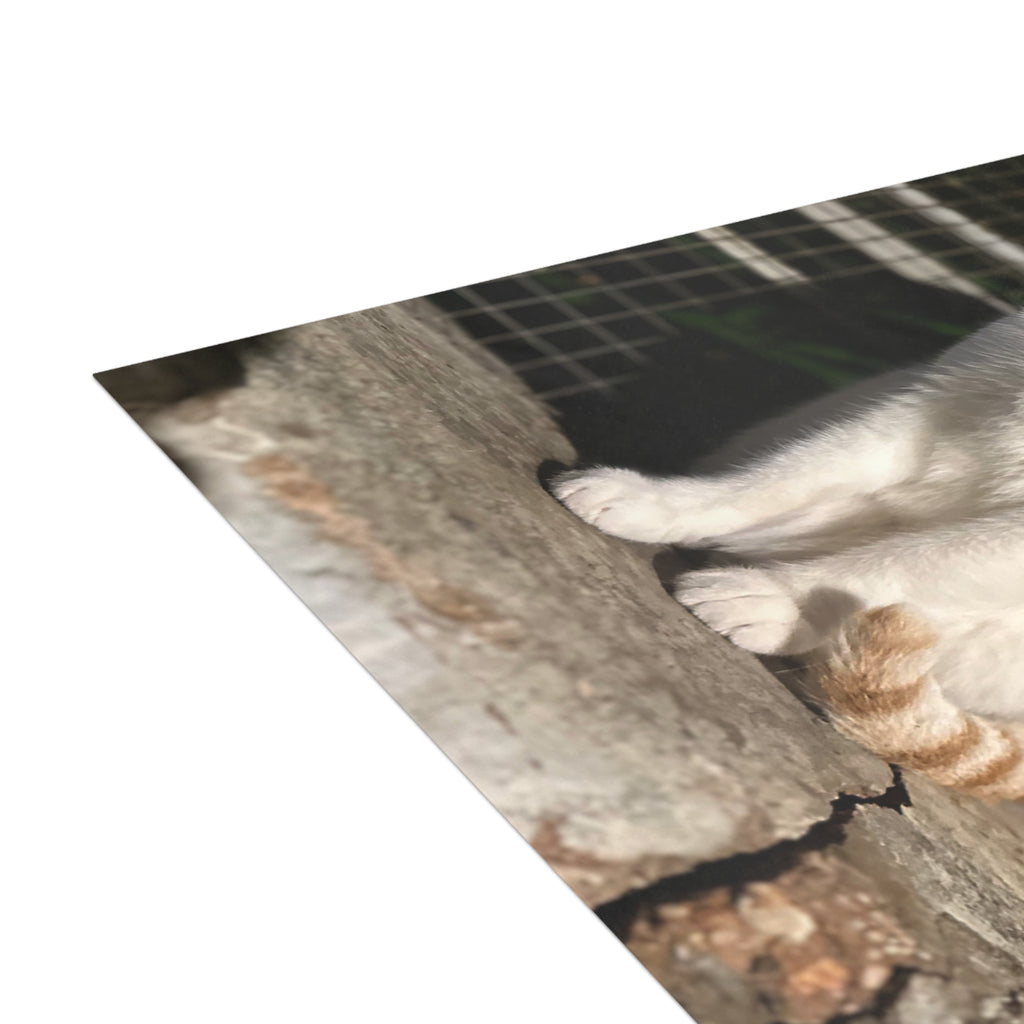 Einai Cat Enai Cat Postcard Bundles (envelopes included)